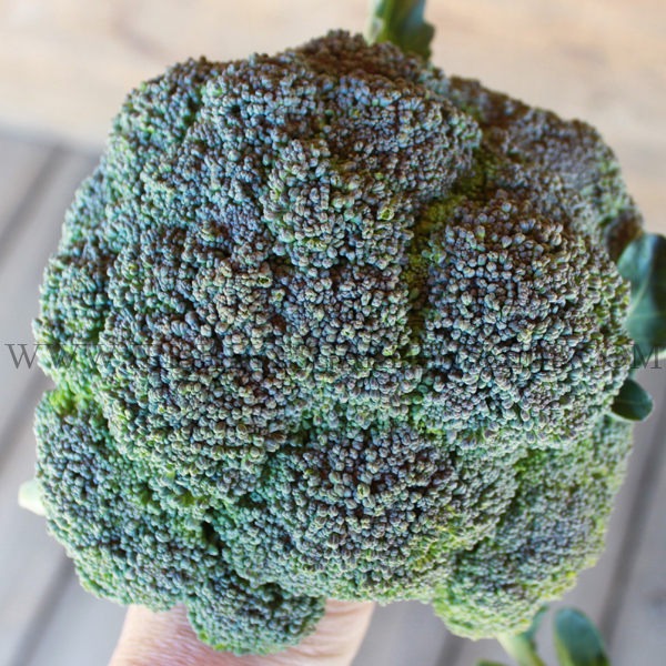 OG Waltham 29 Broccoli