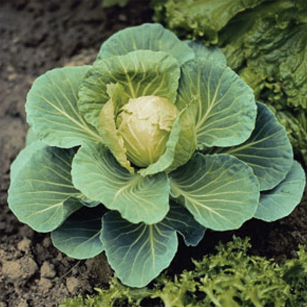 OG Golden Acre Cabbage