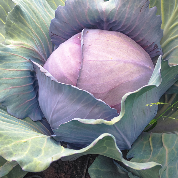 OG Red Acre Cabbage