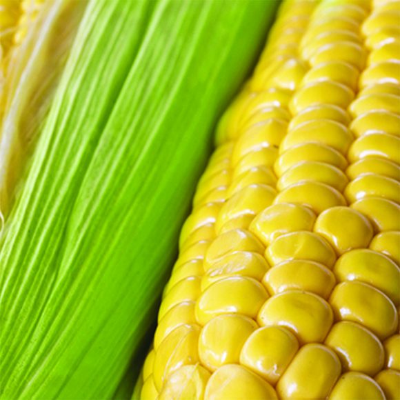 OG Early Golden Bantam Corn Irish Eyes