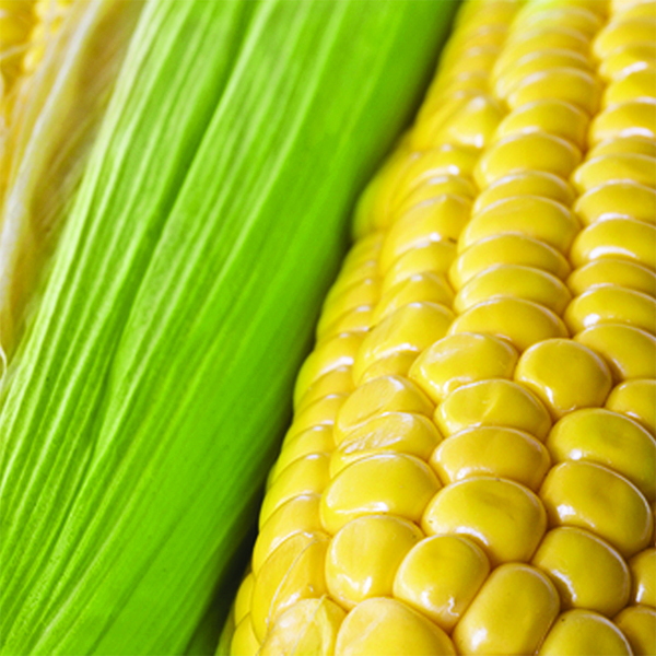 OG Early Golden Bantam Corn