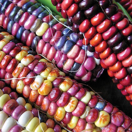 OG Painted Mountain Ornamental Corn