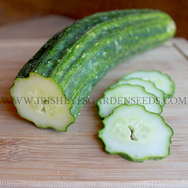 OG Suyo Long Cucumber