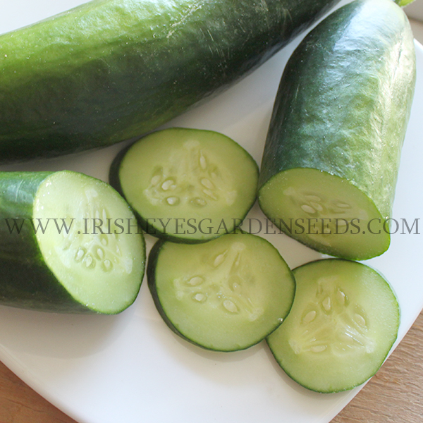 OG Burpless Muncher Cucumber