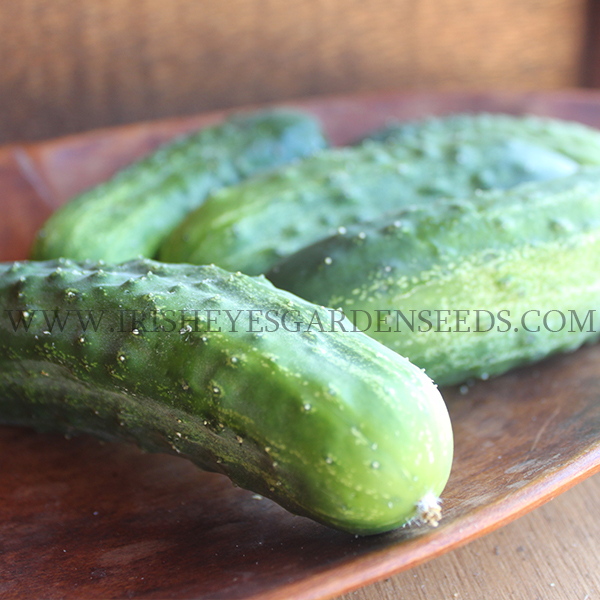 OG Homemade Pickles Cucumber