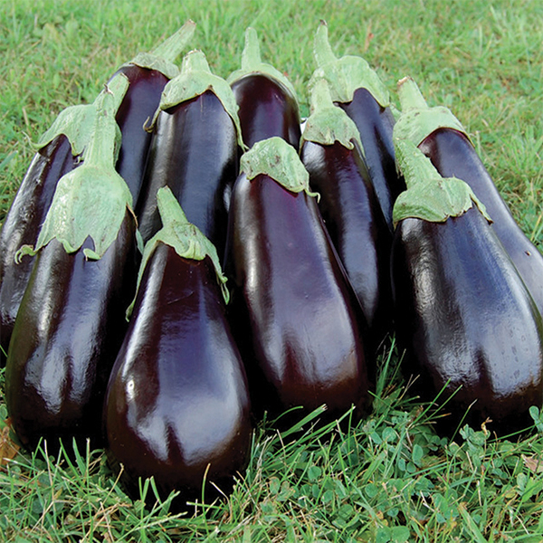 OG Black Beauty Eggplant