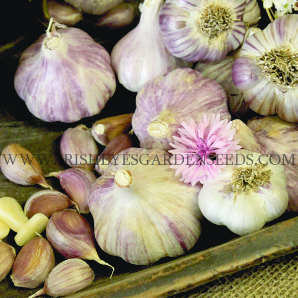 Spanish Roja Garlic