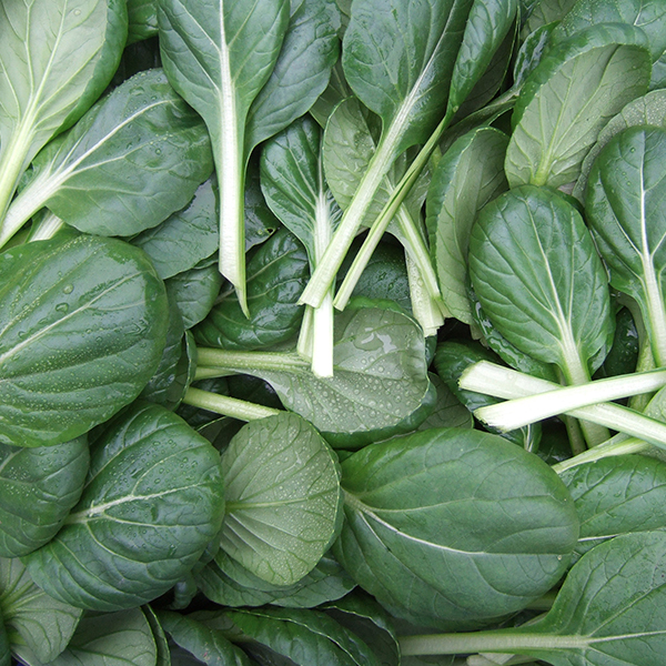 OG Tatsoi Mustard
