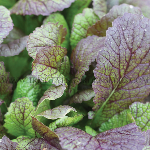 OG Red Giant Mustard