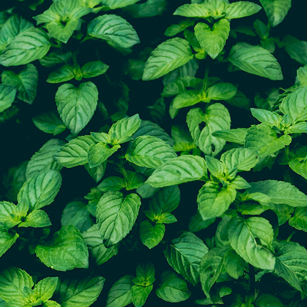OG Sacred Basil