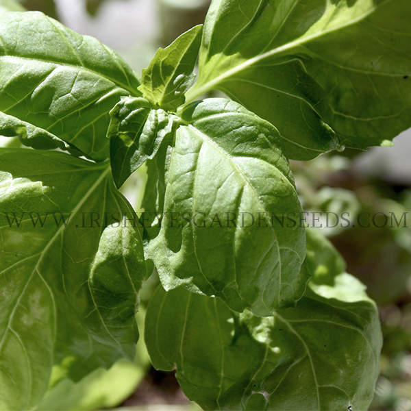 OG Genovese Basil