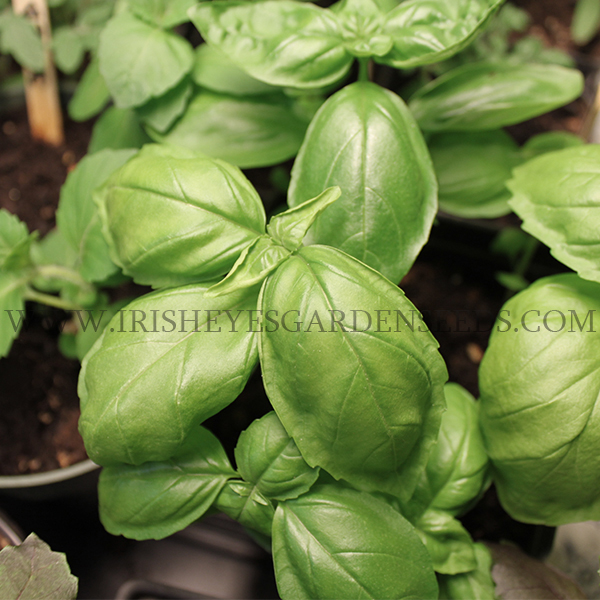 OG Italian Large Leaf Basil