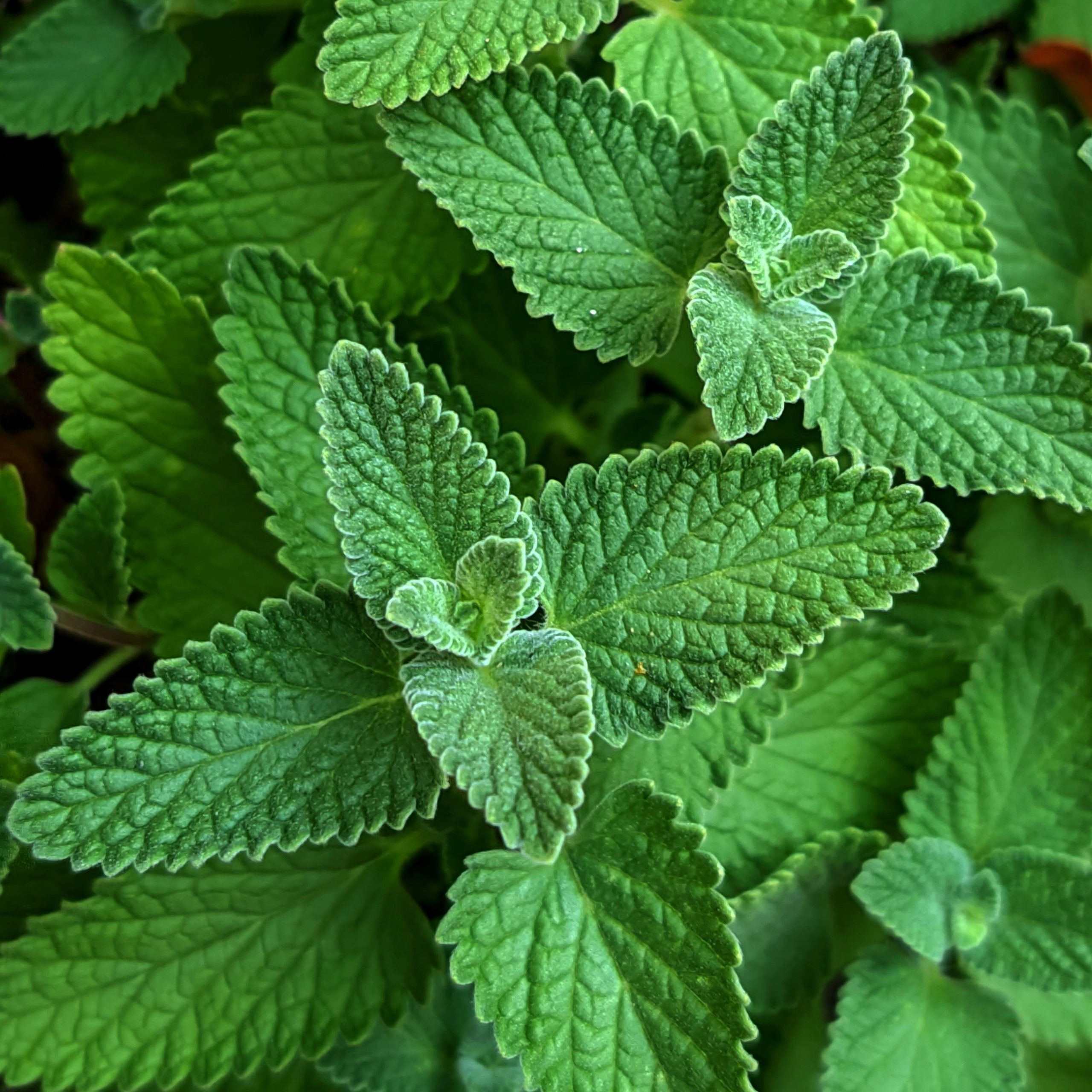 OG Catnip