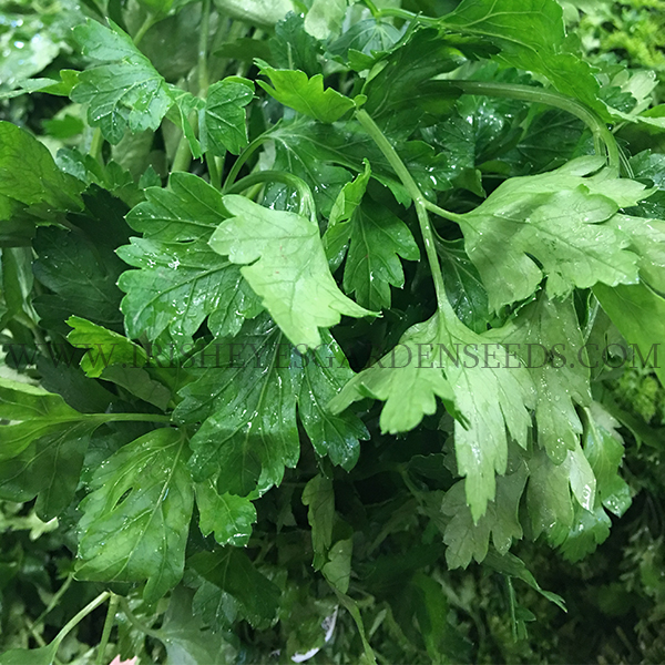 OG Italian Giant Flat Parsley