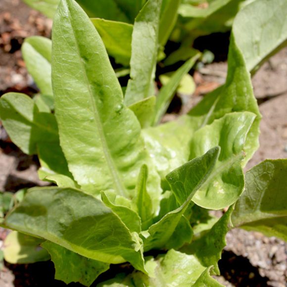 OG Green Deer Tongue Lettuce Irish Eyes