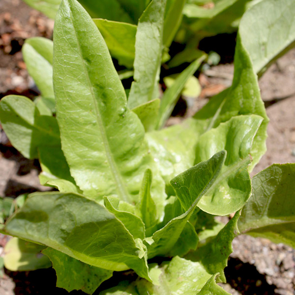 OG Amish Deer Tongue Lettuce