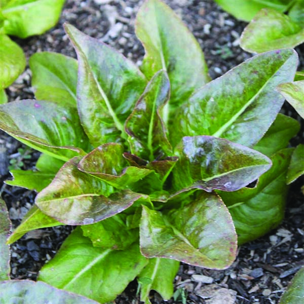 OG Red Deer Tongue Lettuce
