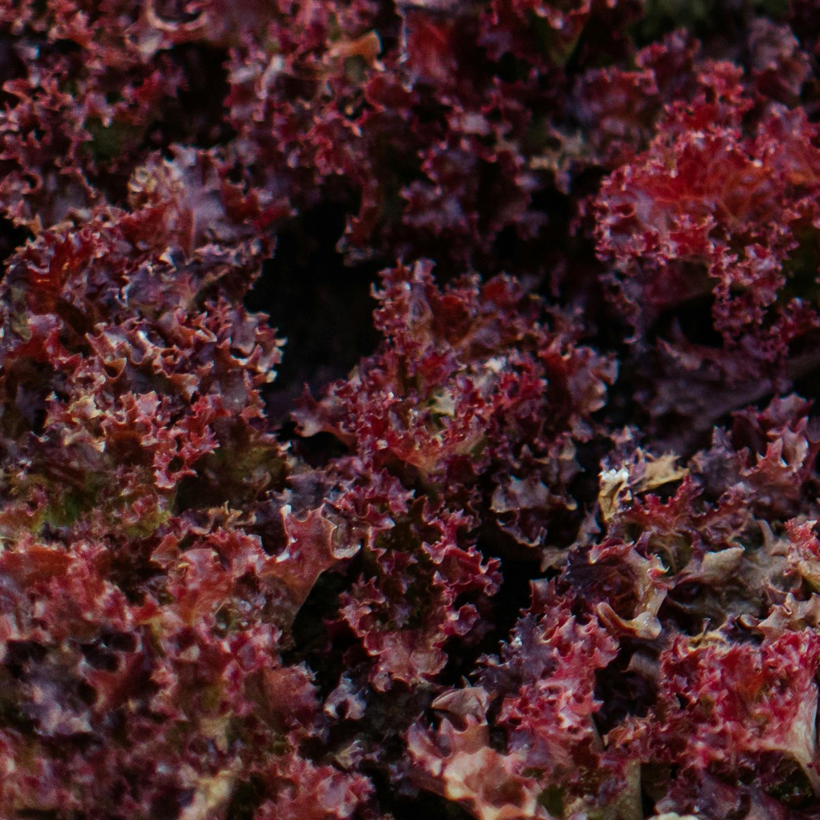 OG Red Salad Bowl Lettuce