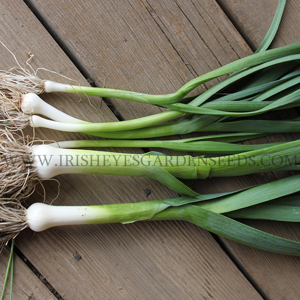 OG American Flag Leek