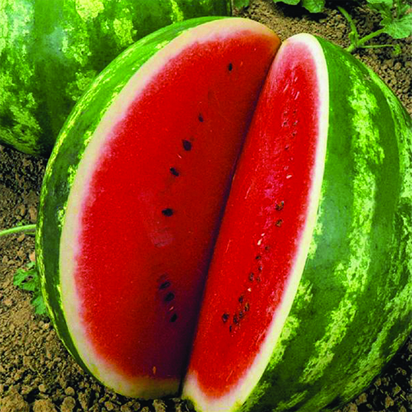 OG Crimson Sweet Watermelon