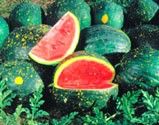 OG Moon & Stars Red Watermelon