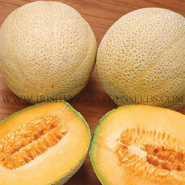 OG Honey Rock Melon