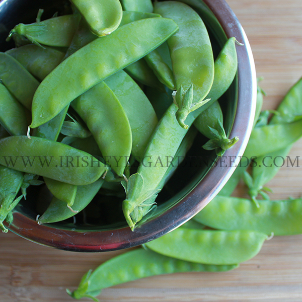 OG Taiwan Sugar Snow Pea