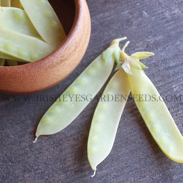 OG Yellow Sugar Snap Pea