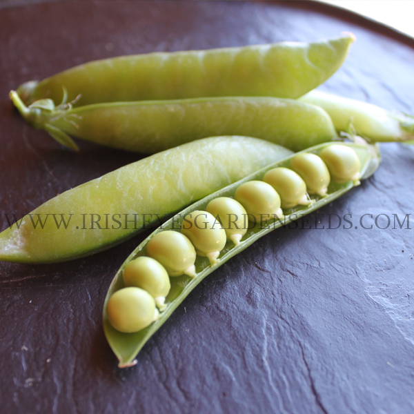 OG Green Arrow Shell Pea