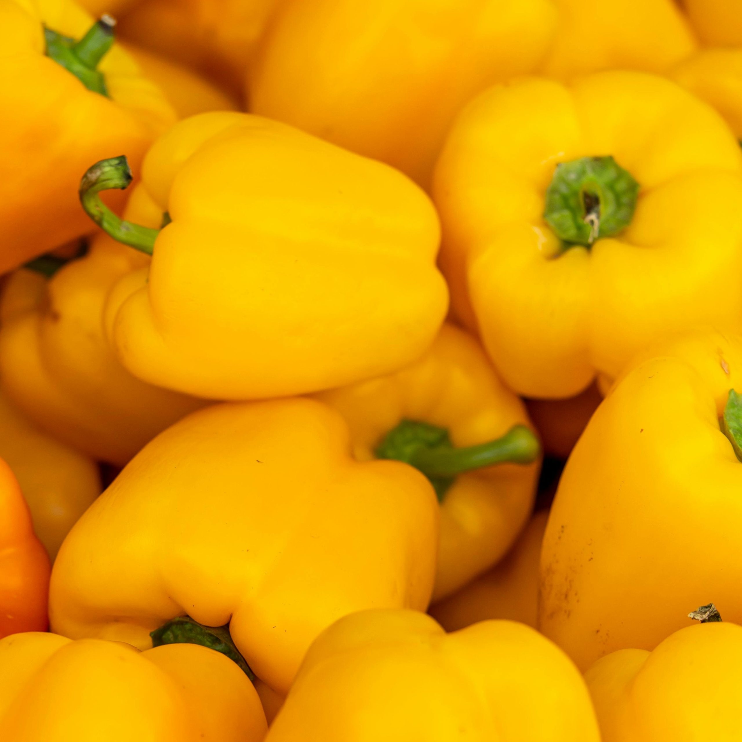 OG Golden Cal Wonder Pepper