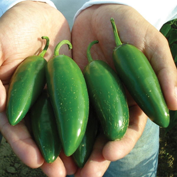 OG Early Jalapeno Pepper