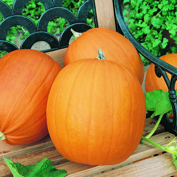OG Jack-O-Lantern Pumpkin