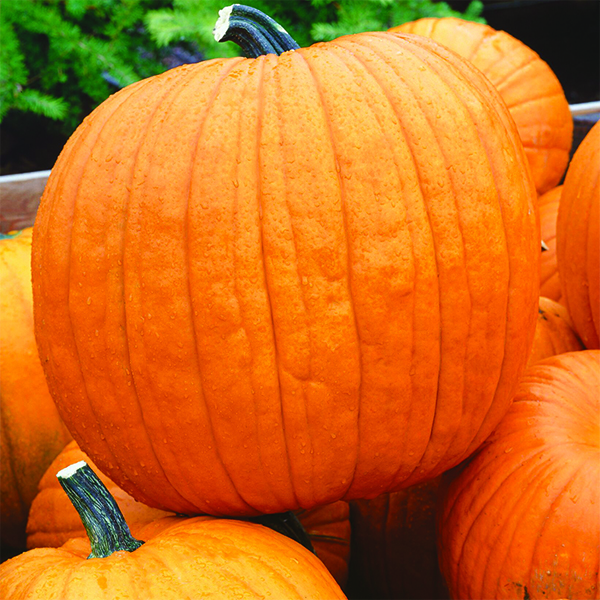 OG Howden Pumpkin