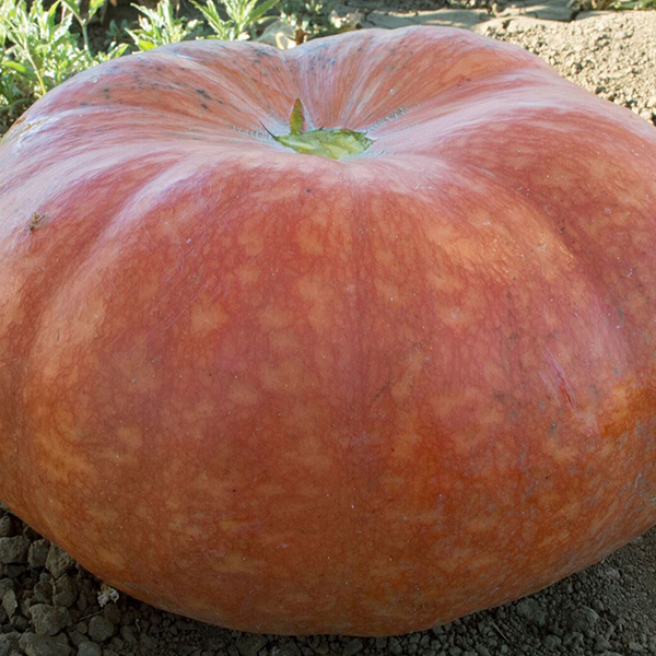 OG Cinderella Pumpkin