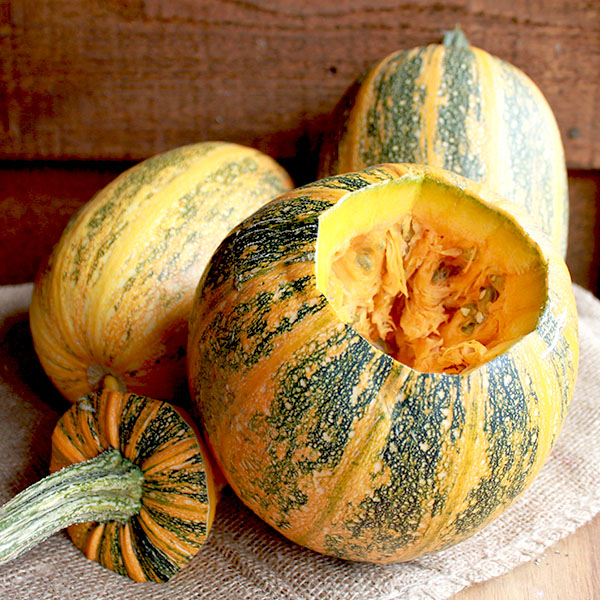 OG Lady Godiva Pumpkin