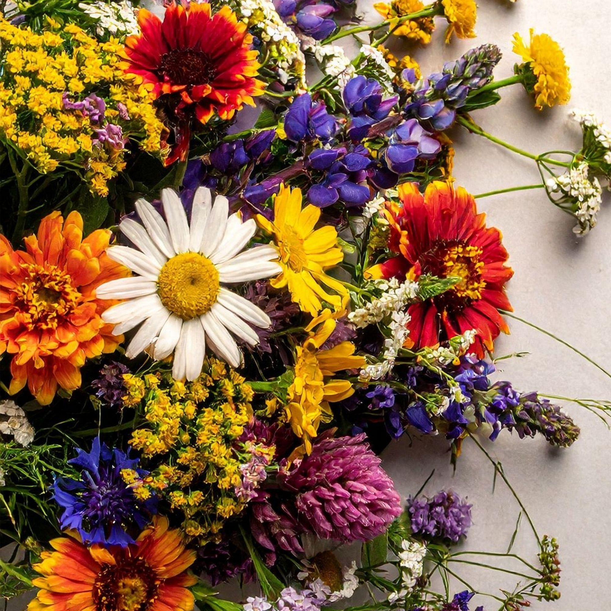 California Wildflower Mix