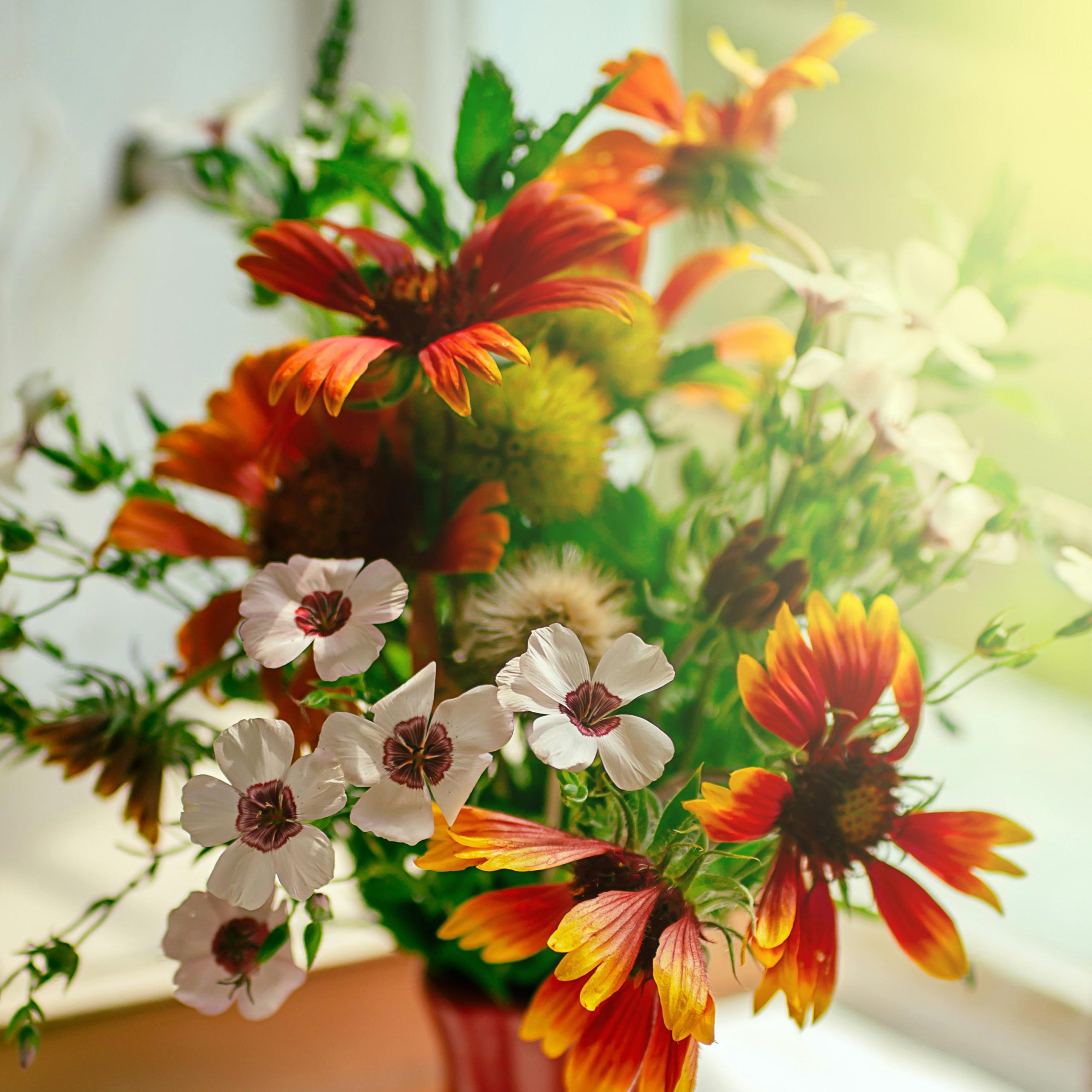 Southwest Wildflower Mix