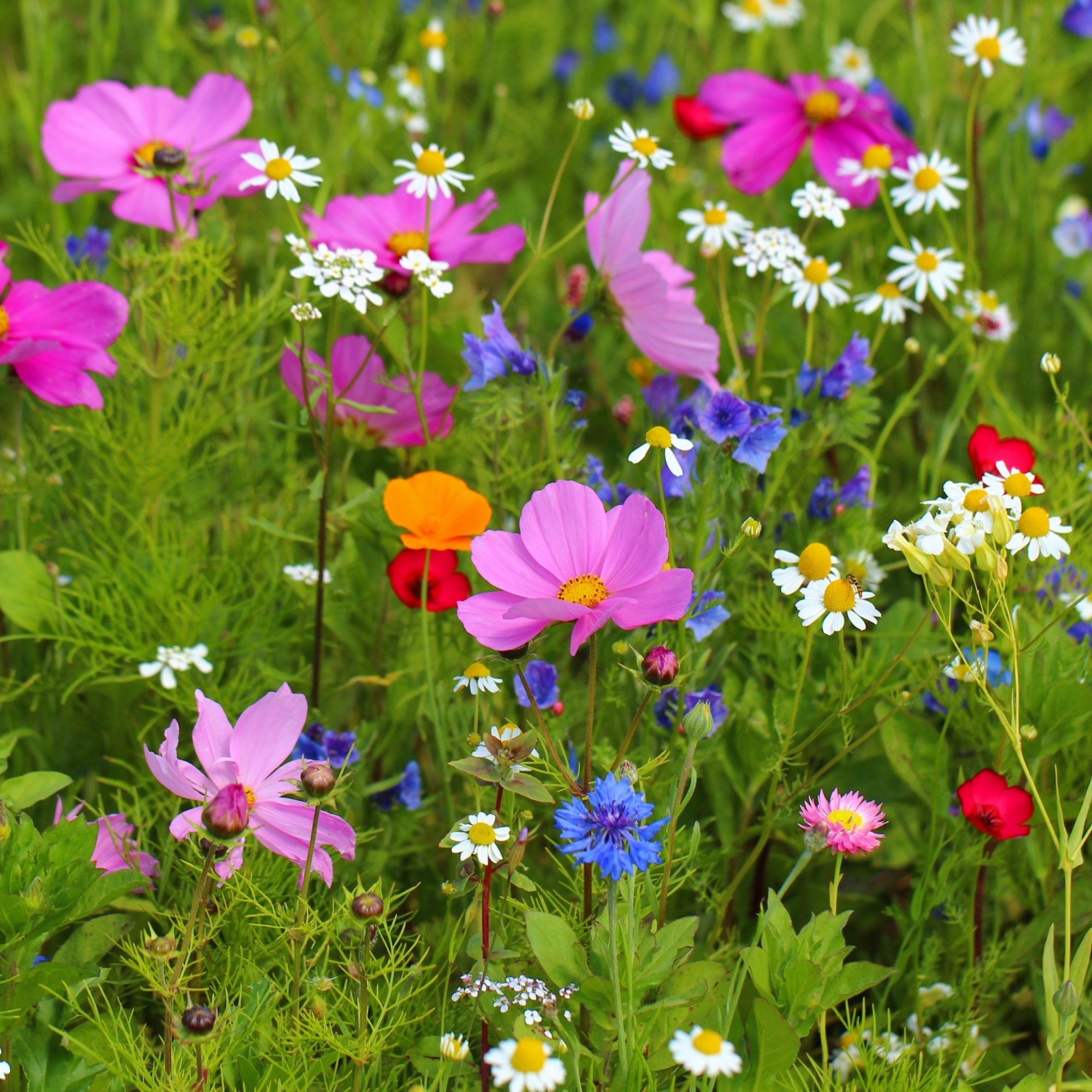 North American Wildflower Mix