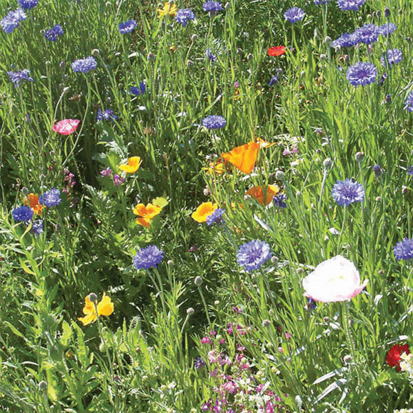Rocky Mountain Wildflower Mix