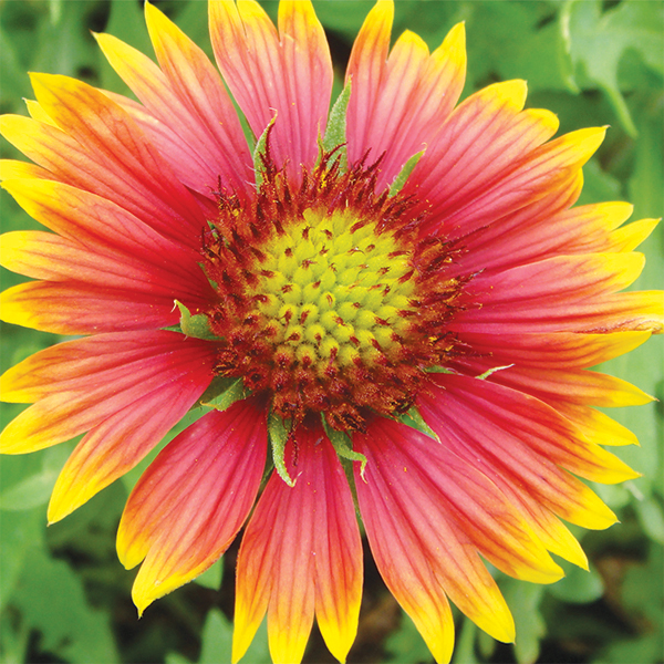 Gaillardia: Blanket Flower