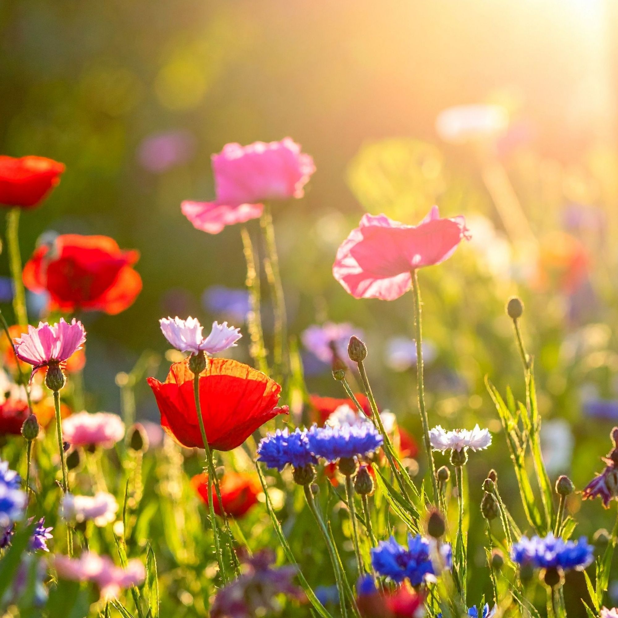Pacific Northwest Wildflower Mix