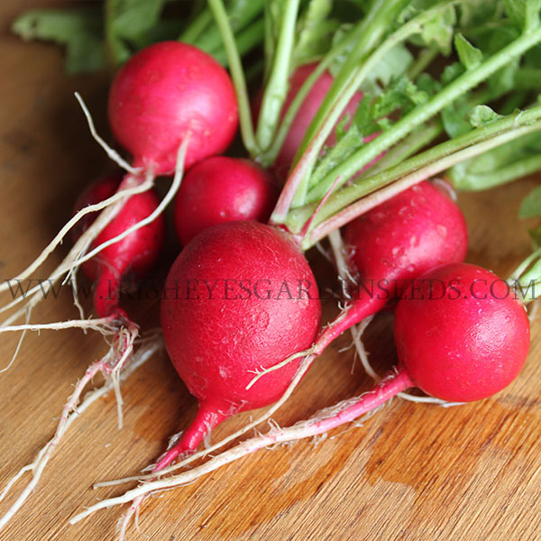 OG Cherry Belle Radish