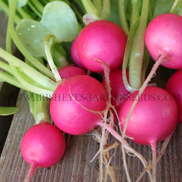 Pink Beauty Radish