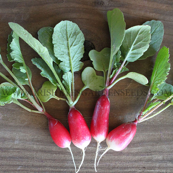 OG French Breakfast Radish