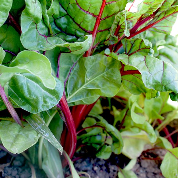 OG Ruby Red Swiss Chard Irish Eyes