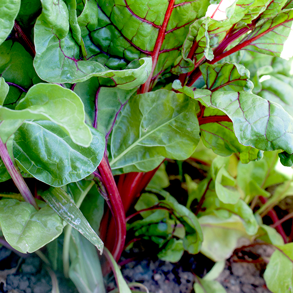 OG Ruby Red Swiss Chard