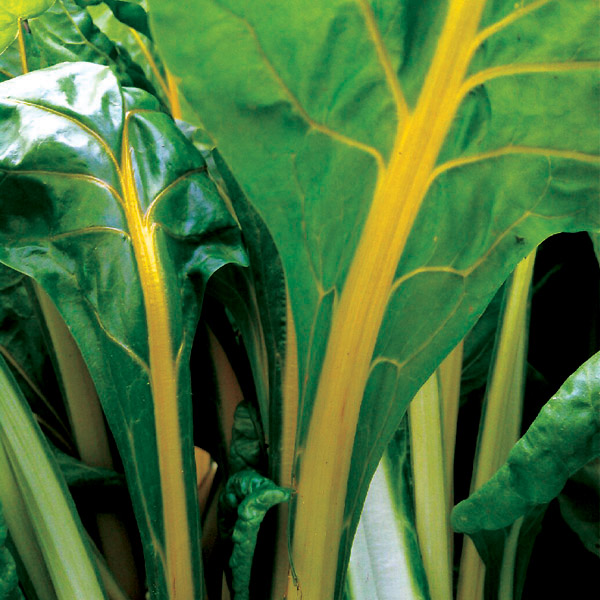 OG Yellow Swiss Chard