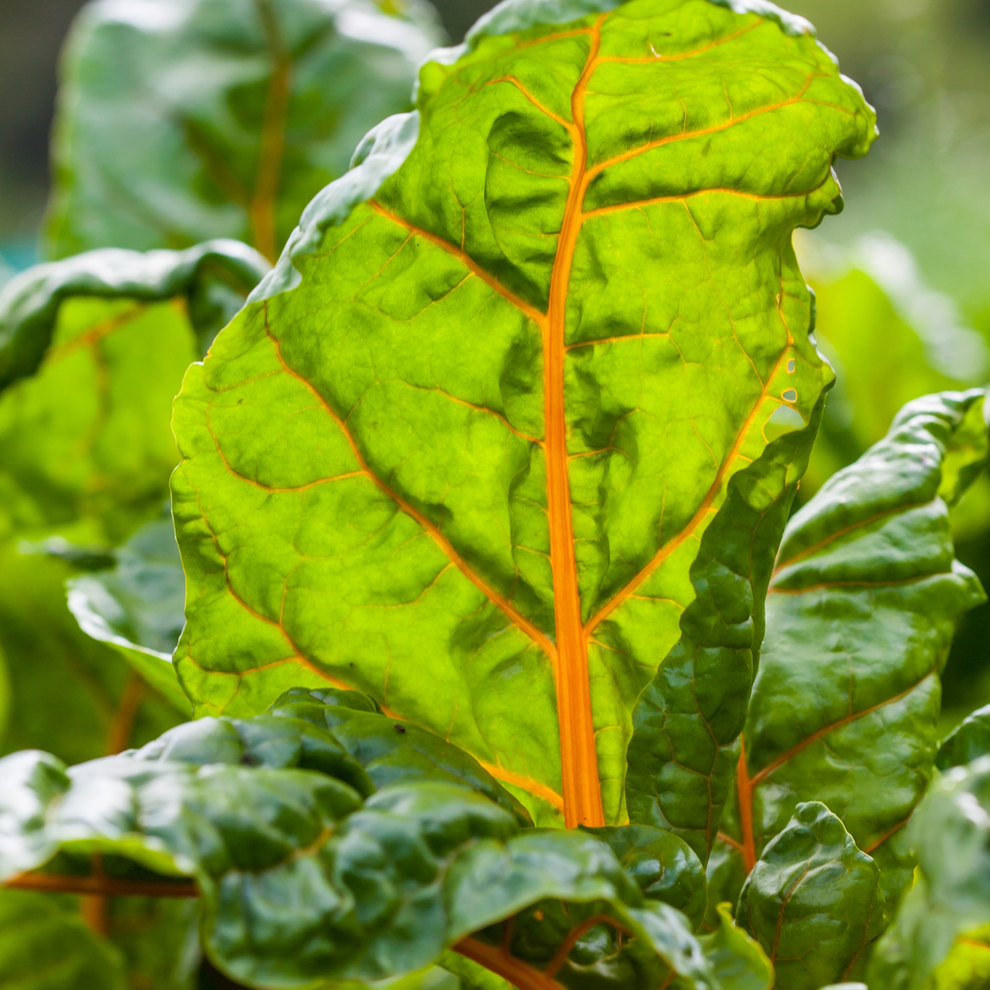 OG Orange Swiss Chard