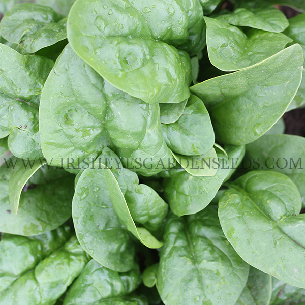 OG Bloomsdale Spinach