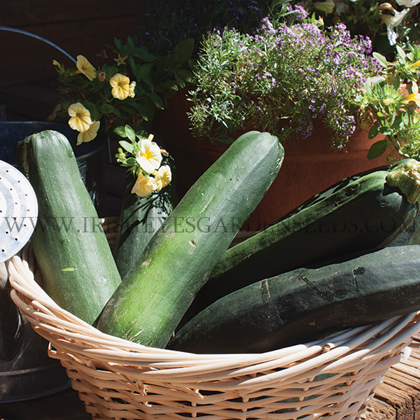 OG Black Beauty Zucchini